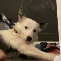 CharBroiled (@broiled_char) 's Twitter Profile