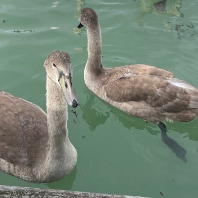 reeceyoung275's profile picture. 