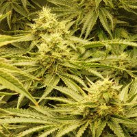Kyky the Cannabis Guy (@kylehan32281515) 's Twitter Profile