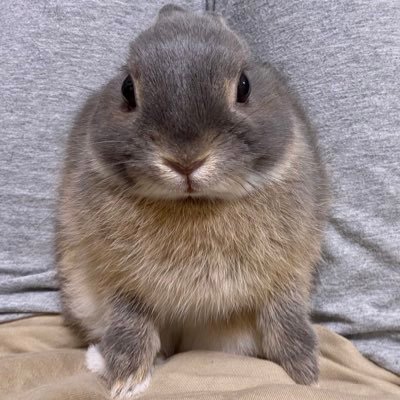 可愛いうちの子を全世界に見て見てしたいアカウント。2021/4/25生まれブルーオターのネザーランドドワーフ♂丸い顔が可愛いイケメンさん。飼い主は初心者。フォロバは勉強&情報収集のためうさ飼いさんがメインです。フォローはご自由に、無言でOKです。