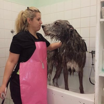 Readers Choice Dog Groomer 5198210444 divadoggrooming@hotmail.com