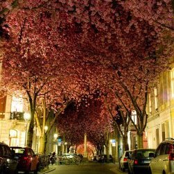 cemorhankorkut1's profile picture. 