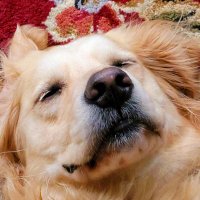 Mxrcy (@mxrcyful) 's Twitter Profile