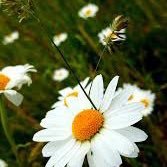 Aminath_S_'s profile picture. 