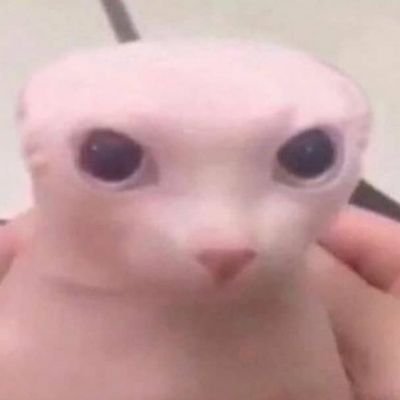 Davbot69's profile picture. Idk what to put here so here's a monke 🦧🐒🐵🦍