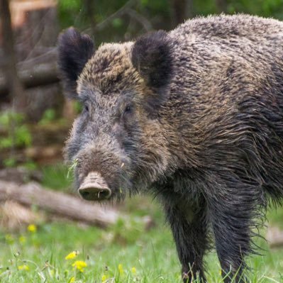 I’m literally just a boar.