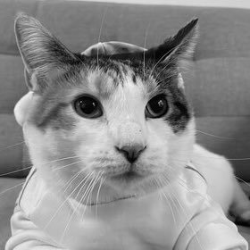 thereplycat's profile picture. hates it here / repped by @_sophiecoyne_