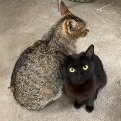 「飛八隊」のはちです🐈‍⬛ ウェイ隊新人 リミポ道三段 永遠のBITPOINTサポーターです。#俺たちの高橋由彦🔥🦭💡⚡️