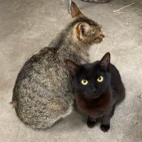 はちのすけ (@hachinosuke8382) 's Twitter Profile Photo はちのすけ (@hachinosuke8382) 's Twitter Profile Photo