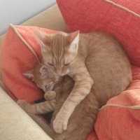 Nuray A.🇹🇷🌍🇹🇷 (@nuray30711368) 's Twitter Profile Photo Nuray A.🇹🇷🌍🇹🇷 (@nuray30711368) 's Twitter Profile Photo