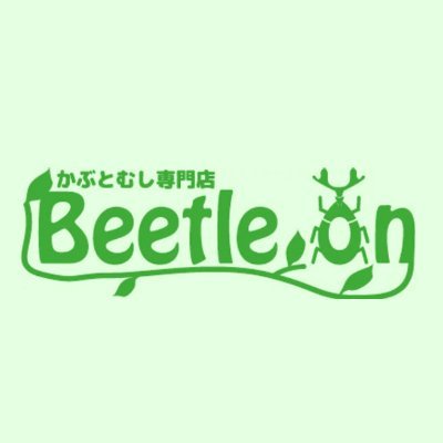 東急池上線御嶽山駅から徒歩3分！東京都大田区にあるカブトムシ、クワガタムシ専門店Beetle on東京店の昆虫標本入荷情報をお届けします！在庫状況は東京店までお問い合わせください（03-6428-7432）☆当アカウントは情報発信専用です、個別のご質問やご購入のお問い合わせにはお答え出来ませんのでご了承ください