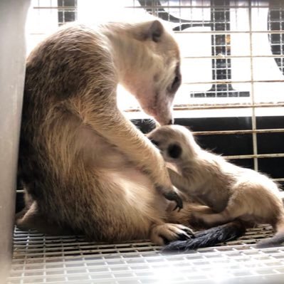 エキゾチックアニマル達と触れ合ったり購入したり出来るカフェ&バーです🐿🐍🦎💕エサや用品もあります😌 完全予約制です。販売 尼保生第10240704号、展示第50240704号 HP: https://t.co/W0DWaptpqF You Tube↓