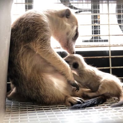 エキゾチックアニマル達と触れ合ったり購入したり出来るカフェ&バーです🐿🐍🦎💕エサや用品もあります😌 完全予約制です。尼保生第3710号-2、3700号-2 HP: https://t.co/JlRJjXBQpv https://t.co/W0DWaptpqF You Tube↓