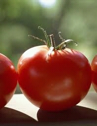 TOMATOKWON's profile picture. 