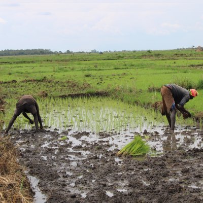 A public sector investment project of Gov't of Uganda through MAAIF with support from the African Dev't Bank that aims at scaling up Uganda's agric value chain.