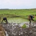 Agricultural Value Chain Dev't Programme (AVCP-1) (@avcp1_maaif) Twitter profile photo Agricultural Value Chain Dev't Programme (AVCP-1) (@avcp1_maaif) Twitter profile photo