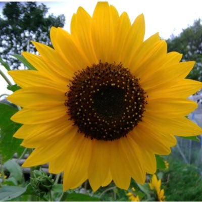 wm1opeooi's profile picture. Mom of 5 yrs old👦