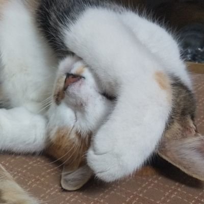 ペン太郎さんのプロフィール画像