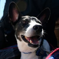 Telli Smith (@tellitweets) 's Twitter Profile