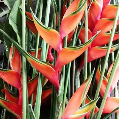 hungbritxxl's profile picture. Hungbritxxl