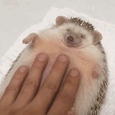 comfycomfyさんのプロフィール画像