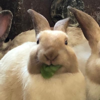 Looking up at humans and wondering wtf is going on. Heterodox. Pro Human. Pro Dialog. I can dig big holes. Now give me my 🥕 🤬