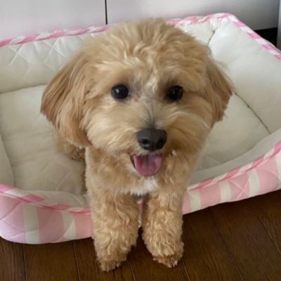 jung_5656's profile picture. ダンスが上手い人が好きな主婦。今好きな人は＆TEAMのFUMA君(TAEMIN♡nctテヨン♡も好き)🐶桃マルプーは5歳。舌の痛みで闘病中😣鬱持ち。無言フォローごめんなさい🙏キングヌーのライブにも行きたい🎶