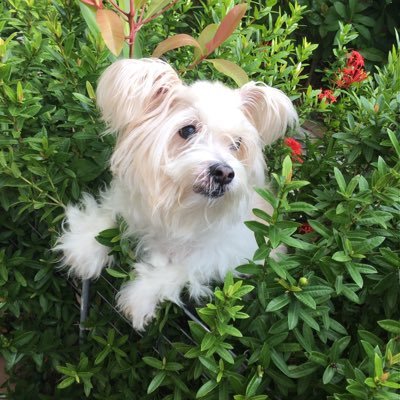 taketomi_bsk's profile picture. 琉球ゴールデンキングス応援してます🏀