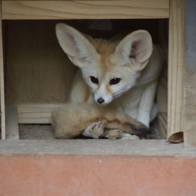 rapid_musashi's profile picture. 鉄道(撮影・模型)/グロム乗り/食べ歩き