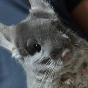 🐹 chinchilla Vtuber pre-pre-pre-debut, may not even debut.
boomer weeb gamer. 
Interests: sci-fi, nature, tech & Man Utd.