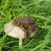 Toad of Earlham Hall (@frogsatuea) Twitter profile photo