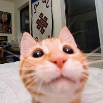 romolecular's profile picture. rom • back to the cat #freal • acab and blm • 8teen • lg(b)t • he/him • discord: rom#8458