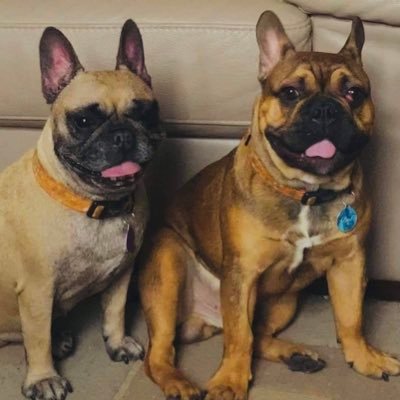 Hi I'm Mabel & this is my lil bro is Bert, I'm 8 & he’s 1. Our Instagram account @mabel_bert_thefrenchies monitored by our hooman mum @SophLevesque93