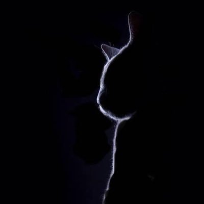 popura_112525's profile picture. 音楽 アニメ YouTube ニコニコ ゲーム