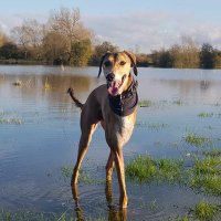 Gary I've gotcha +🌈benny boyo (@bennyboyo311) 's Twitter Profile