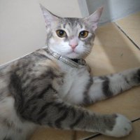 Sera L. - help RT 📌 open adopt Jabodetabek 😽 (@sera9292) 's Twitter Profile