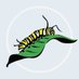 Monarch Larva Monitoring Project (@MLMPCitSci) Twitter profile photo
