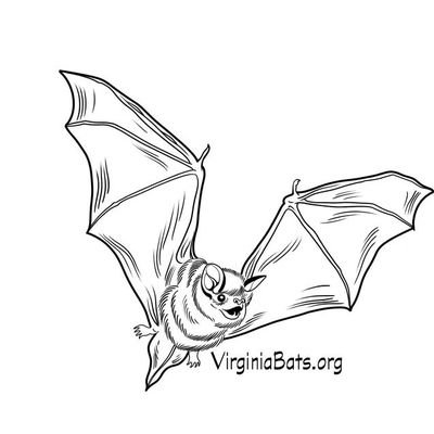 We're an all volunteer, nonprofit org. created to raise awareness of white-nose syndrome (WNS) & its devastating impact on North American bats.