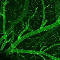 The Gu Lab (@gulabneuro) 's Twitter Profile