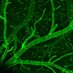 The Gu Lab (@gulabneuro) Twitter profile photo The Gu Lab (@gulabneuro) Twitter profile photo