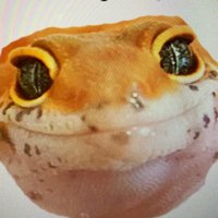レオパの楓 (@leopardgeckoked) 's Twitter Profile