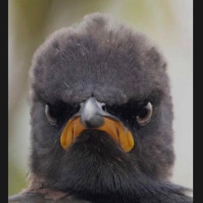 aaaaami_yang's profile picture. 