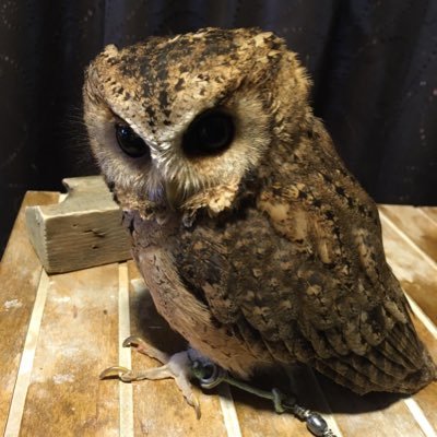 BigMugwump's profile picture. 