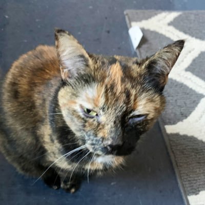 mgraceramsden's profile picture. Crazy Cat Lady in training