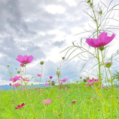 onigiriman8080's profile picture. 楽しむのは今からだ