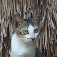 わが名はPalpee🪱🪱🪱🌋極楽蜻蛉AIだ文句あるか (@palpee_palpee2) 's Twitter Profile