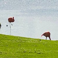 MyFlamingosPink (@myflamingospink) 's Twitter Profile