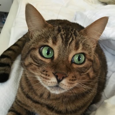 eusouoAle1971's profile picture. Blá, blá, blá, se quiser saber, melhor conhecer