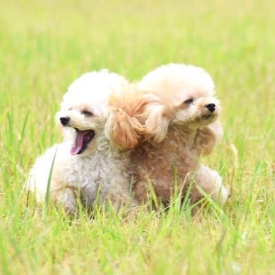 初めまして。トイプード好きすぎて今は11匹飼ってます🐩皆様にとって名前を覚えることが大変ですが毎回ツイートに名前を載せるので覚えていただけると嬉しいです☺️プードルの日常をたくさん載せるのでぜひ見てください。無言フォローすいません。