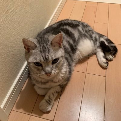 1973chibi's profile picture. 野球が大好きな猫です